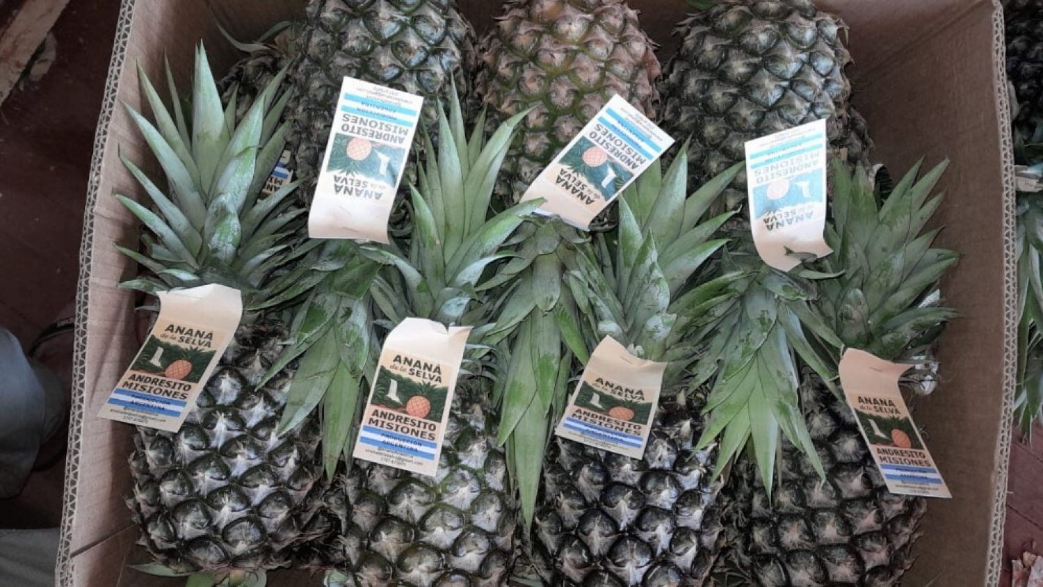 El ananá misionero apuesta al mulching plástico para mejorar rindes y calidad