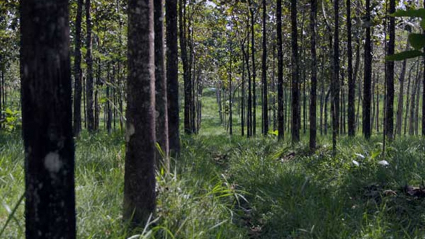 La cadena forestal se reunió con Kulfas y presentó inversiones por 7.000 millones de dólares