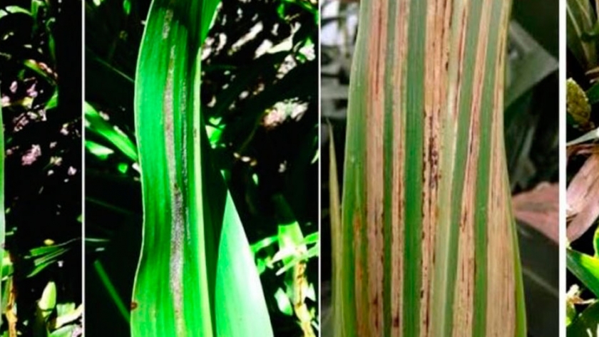 El INTA alerta por Mildiu del sorgo en el oeste entrerriano
