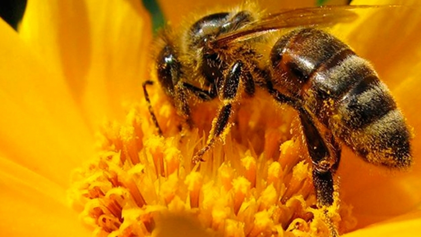 Trasladaron abejas bonaerenses para polinizar cultivos de arándanos en Tucumán