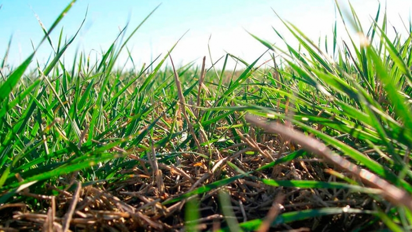 Estimación del costo de implantación y protección de verdeos de invierno y pasturas permanentes en el centro oeste de Entre Ríos