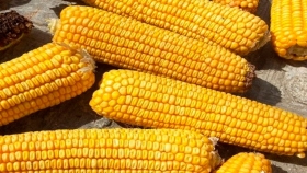 La edición genética acorta el complicado desarrollo de maíz híbrido a un solo paso