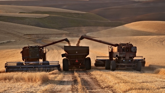 Cosecha récord de trigo: calidad bajo la lupa en una campaña de rindes excepcionales
