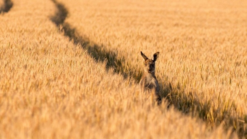 A pesar de la invasión de ratones, los australianos proyectan una siembra récord de cultivos invernales
