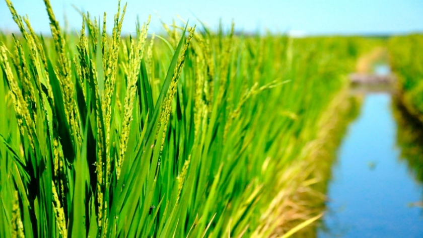 Arroz: el sector solicita una baja en las retenciones