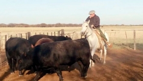 Toros criados a campo para todo tipo de suelos