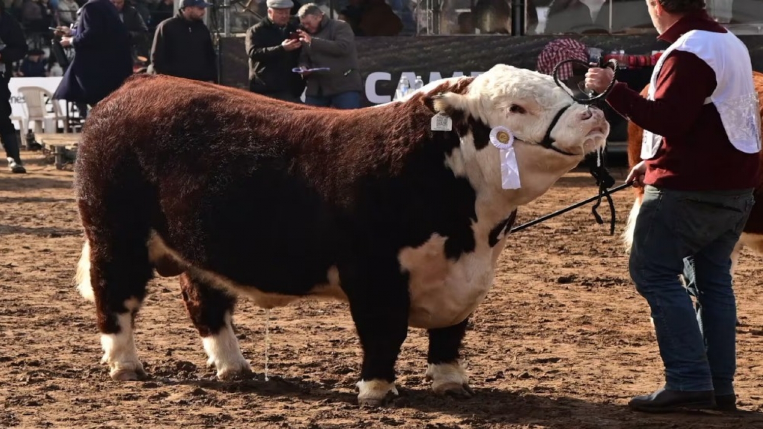 Presentan una nueva línea de créditos para mejorar la genética bovina con beneficios fiscales y financiamiento a cinco años