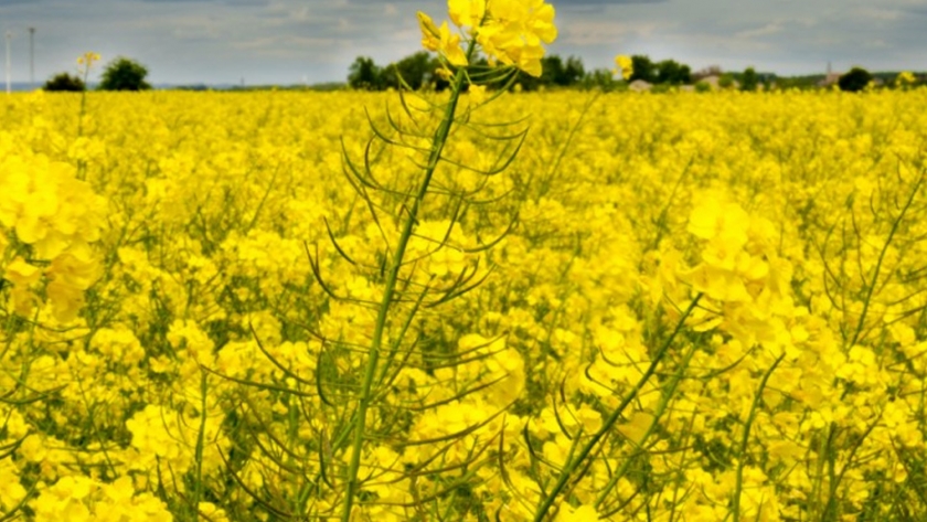 Los agricultores alemanes plantan menos trigo y más colza