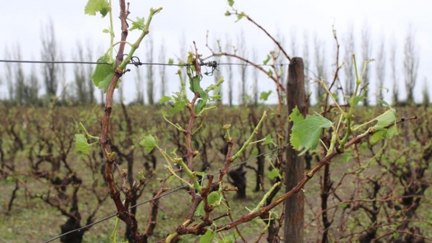 Agricultura declaró la emergencia agropecuaria en la provincia de Mendoza