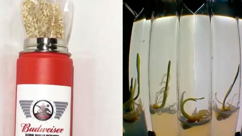 Producen cebada en el espacio; la envió Budweiser