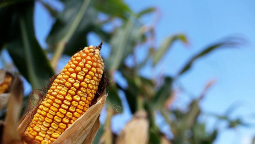 Indonesia apunta a una menor producción de maíz y arroz sin cáscara para 2021