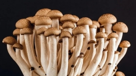 Mushpack: uso de hongos en productos biodegradables