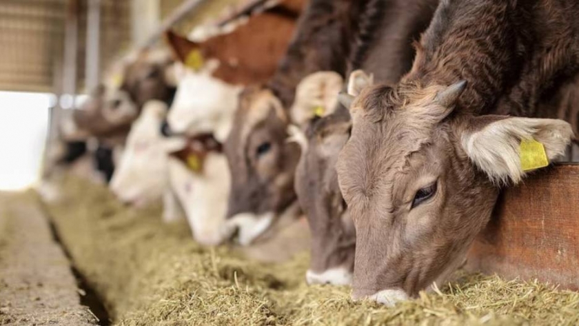 Ganaderos del NOA y el NEA apuestan por terminar los animales en los corrales