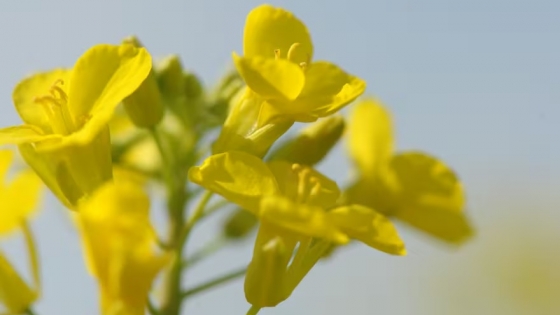 Auge de cultivos invernales: colza, camelina y cártamo impulsan biocombustibles y mejoran la rotación agrícola