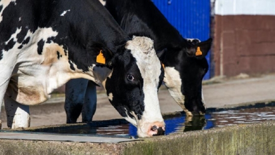 El impacto de la calidad del agua en la ganadería: ¿cómo influye en la producción de carne y leche?