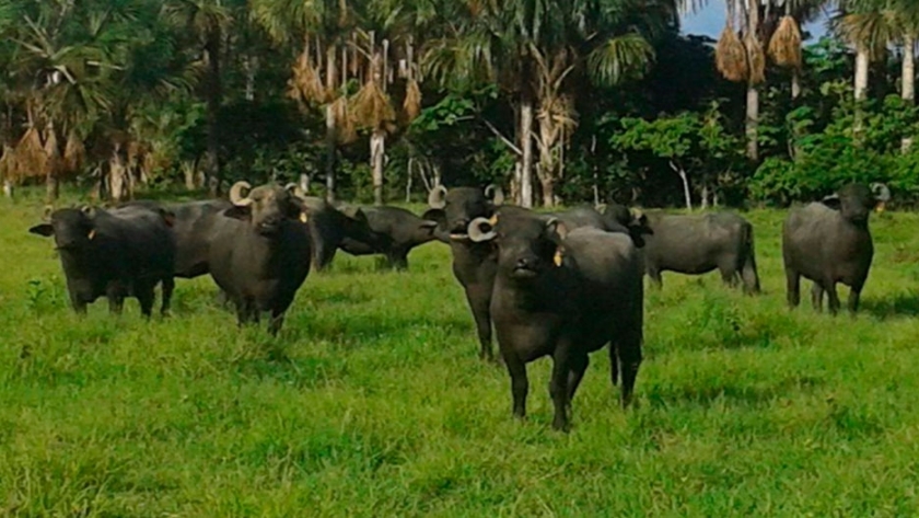 Aspectos generales del búfalo