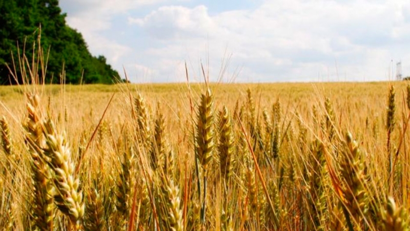 Las casi 800.000 hectáreas de cebada en Buenos Aires se encuentran en etapa de grano lechoso