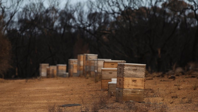 Millones de muertes de abejas amenazan la cosecha de almendras de Australia
