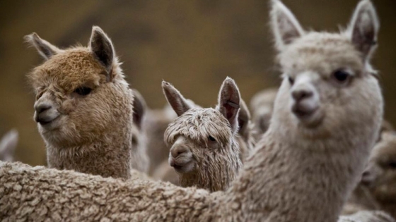 El proyecto peruano que busca clonar alpacas para mejorar su carne y su lana