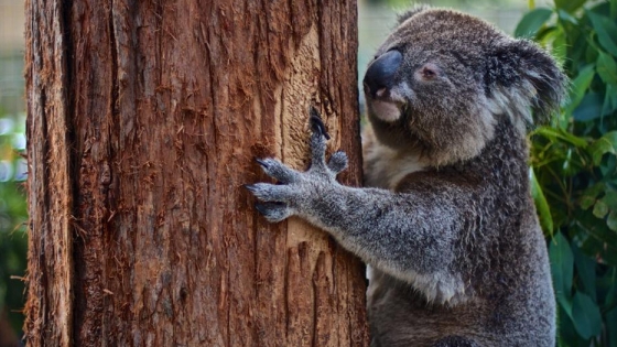 Sin una intervención urgente los Koalas podrían extinguirse antes de 2050
