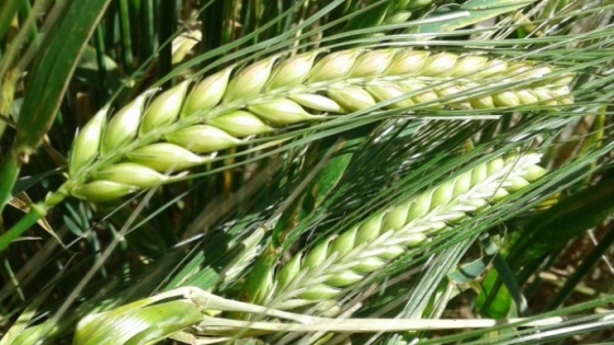La Pampa arranca con trigo y cebada en buen estado, pero el clima pone en alerta al agro