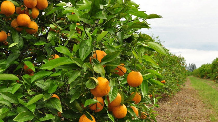 Entregan 3.000 plantas de semillas de cítricos libres de HLB a productores del Atlántico