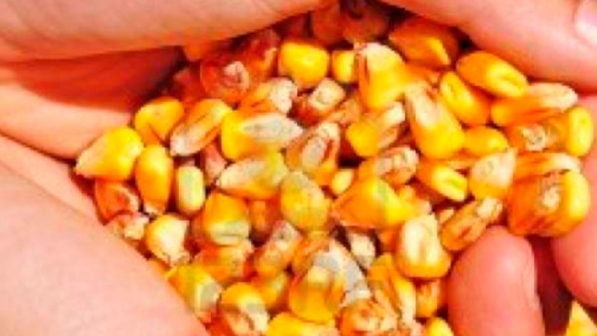 Implementan un plan piloto para certificación de semilla experimental de maíz