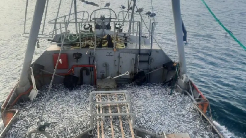 Incremento sostenido de las descargas de anchoíta en Rawson y su impacto en Mar del Plata