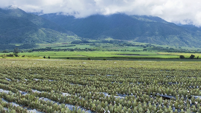 La piña de Colombia apunta a los mercados internacionales