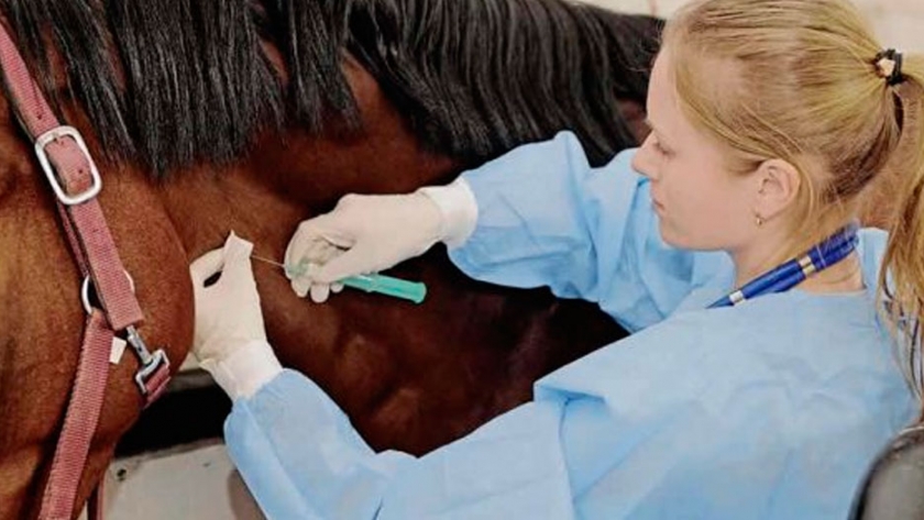 Enfermedad incurable en los caballos preocupa a la industria equina