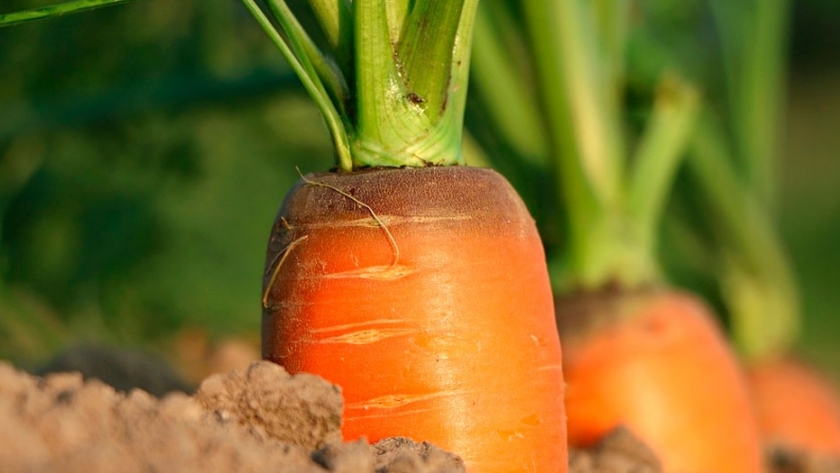 Agroindustria financia tecnología de riego para horticultores de Mendoza