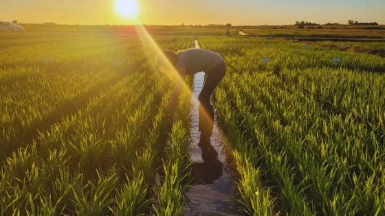 La brecha de precios entre el campo y la góndola: el consumidor pagó 3,5 veces más en octubre