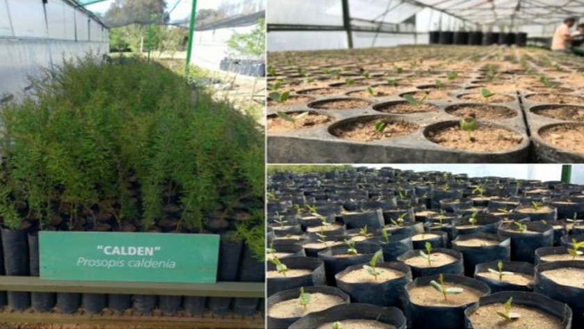 "Más árboles, más vida": el trabajo esencial de la fábrica de oxígeno