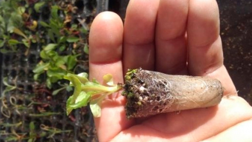 Producen plantines hortícolas con sustrato de lana de oveja