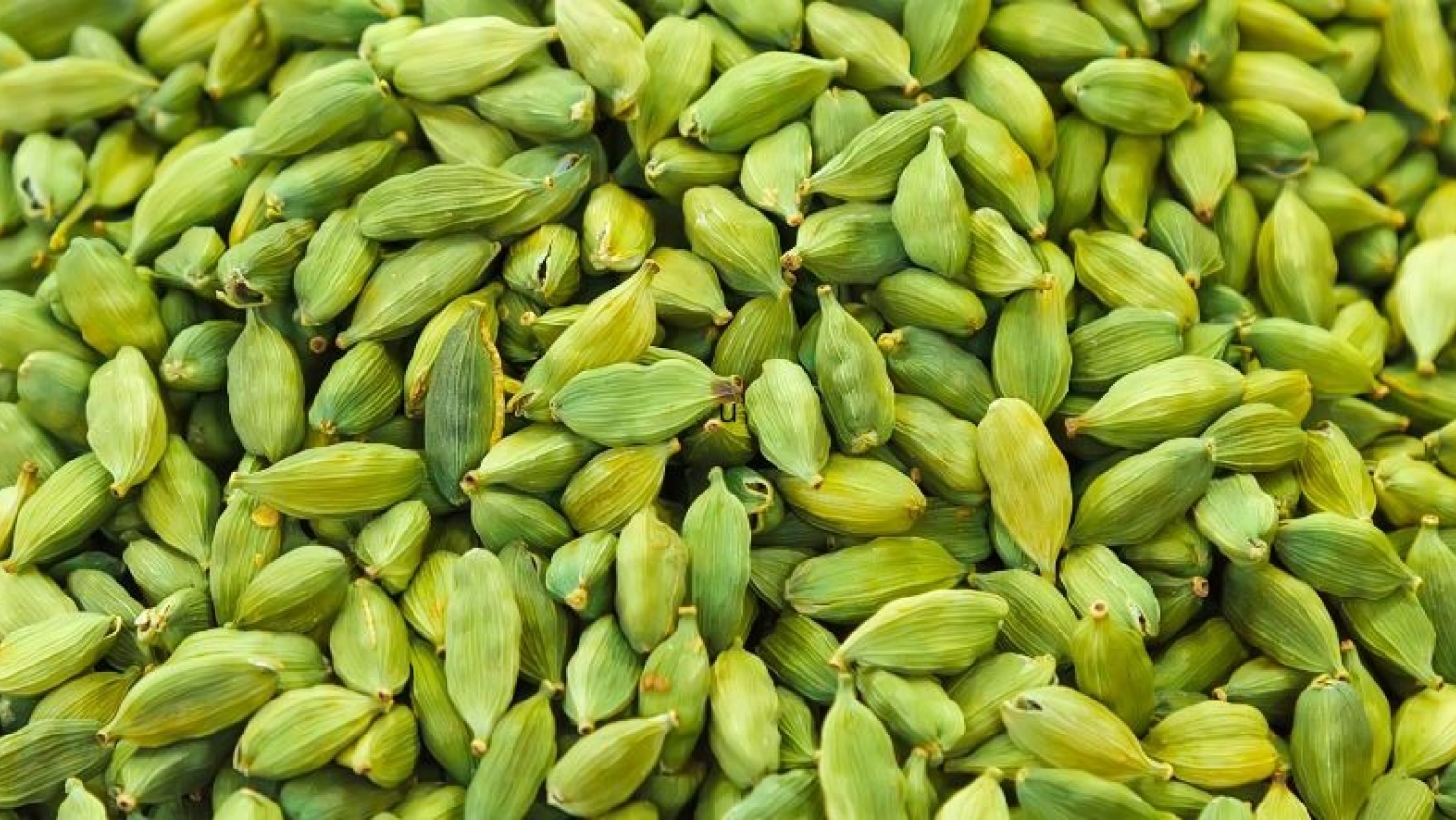 La tecnología intenta salvar al cardamomo, el cultivo más difícil del mundo