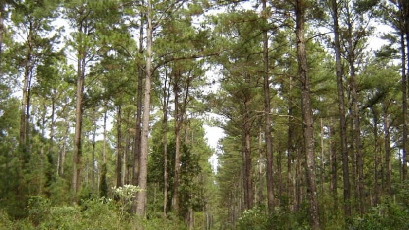 Industria forestal: las mega inversiones que aterrizan en la Mesopotamia