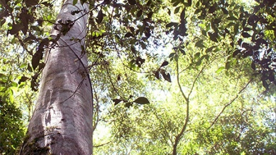 Guatambú blanco - Un árbol contra el Chagas