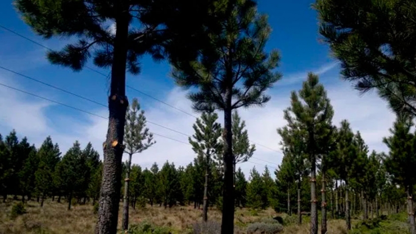 Investigador del CONICET-CIEFAP reafirma aportes de la reforestación de pino en la Patagonia