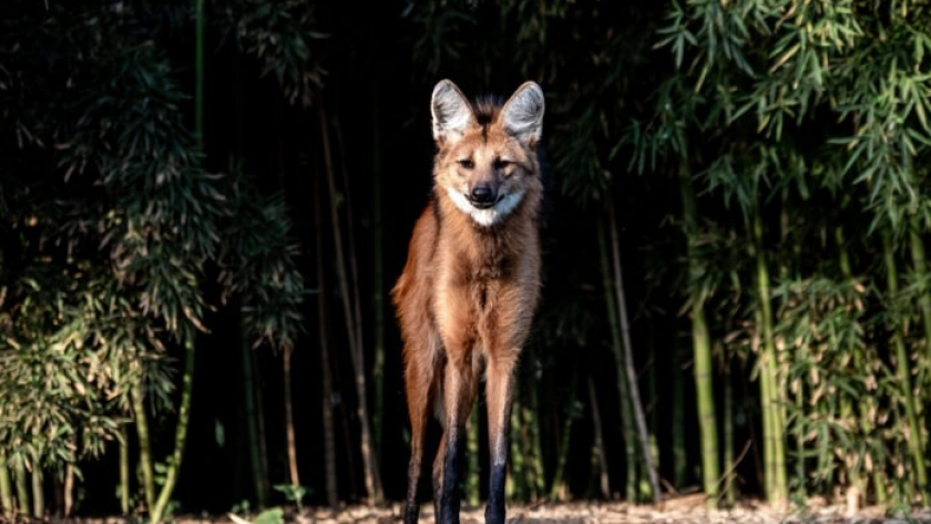 Día Mundial del Ambiente- Fundación Temaikèn, un ejemplo de esfuerzo colectivo para «revertir el rojo» de especies autóctonas de flora y fauna amenazadas