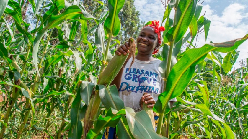 Kenia avanza en siembra de maíz y algodón transgénico para aumentar rendimientos y reducir uso de pesticidas