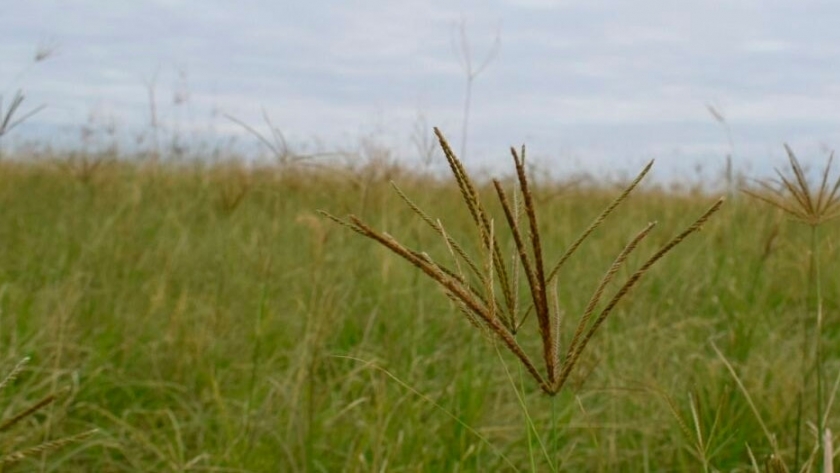 Pasturas estivales