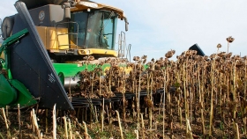 El primer lote de girasol 2021 llegó desde Santiago del Estero