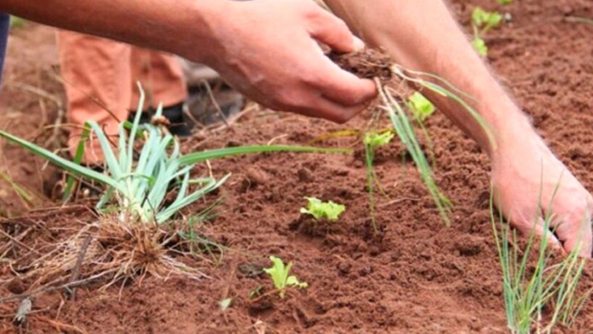 Viglizzo: La agroecología no es un modelo de producción