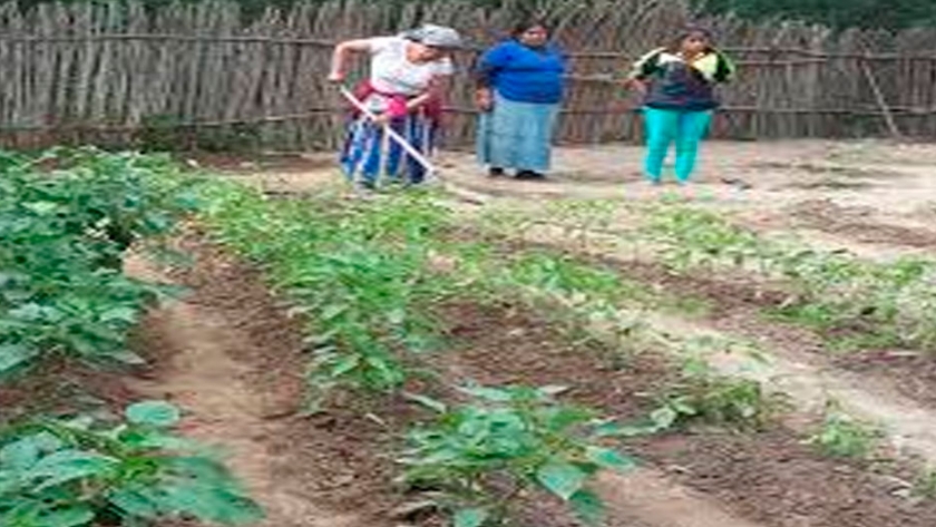 El cerco como espacio de producción agrícola familiar campesina en Santiago del Estero, Argentina