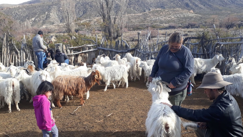 Una fibra valiosa que no se pierde en el campo
