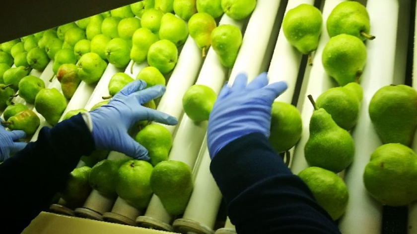 La fruta rionegrina cerró una exitosa temporada, pese a la emergencia sanitaria