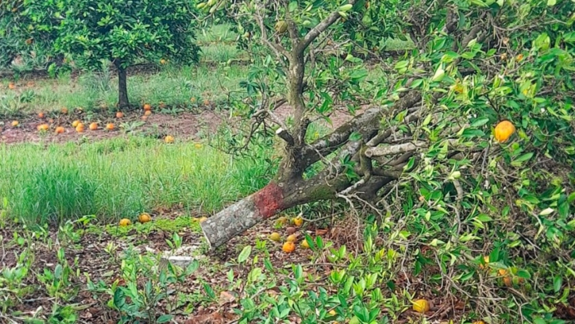 HLB: Se erradicaron 19 plantas positivas en dos localidades de la provincia de Corrientes