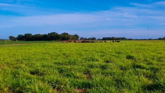 Un ensayo sorprendió a productores sobre el mejor uso de pasturas en zonas con limitantes de suelo y agua en Santiago del Estero