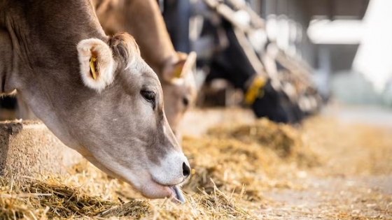 Maíz en la dieta bovina: cómo mejorar la ganancia de peso y la calidad de carne con un manejo adecuado