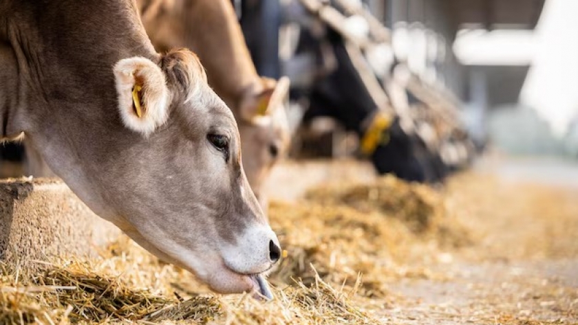 Maíz en la dieta bovina: cómo mejorar la ganancia de peso y la calidad de carne con un manejo adecuado